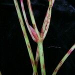 Begonia sikkimensis Συνήθη χαρακτηριστικά