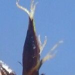 Carex frigida Kukka