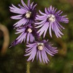 Soldanella villosa Flower