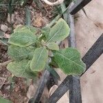 Plectranthus ecklonii 葉