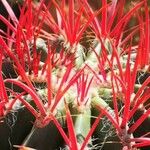 Ferocactus pilosus Ліст