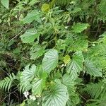 Begonia comorensis Habit
