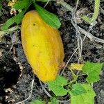 Cucumis sativus Fruit