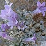 Campanula andrewsii Leaf