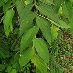 Muntingia calabura Leaf