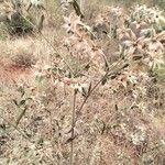 Trichodesma zeylanicum Fruit