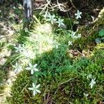 Arenaria hispida 整株植物