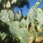 Opuntia dillenii Liść