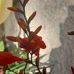 Crocosmia x crocosmiiflora Flor