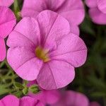 Calibrachoa parvifloraFlor