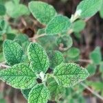 Cistus salviifolius Leaf