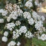 Viburnum tinusFlower