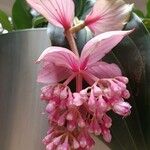 Medinilla magnificaÕis