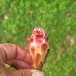 Isolatocereus dumortieri Fruto