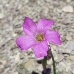 Oxalis trollii Λουλούδι
