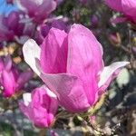 Magnolia liliifloraFlower