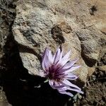 Scorzonera undulata Blüte