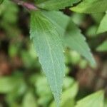 Ageratina riparia Leaf