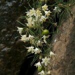 Asparagus umbellatus Other