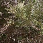 Erica arboreaFlower