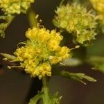 Sanicula graveolens Flower