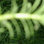 Myriophyllum aquaticum Habit