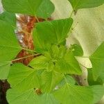 Acalypha indica Leaf