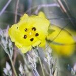 Cistus halimifolius Цветок