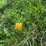 Fritillaria tubaeformis Õis