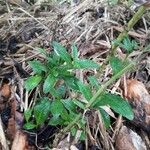 Pseudelephantopus spicatus Blatt