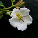 Osbeckia nepalensis Flower