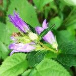 Campanula tracheliumKukka