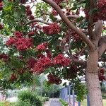 Schotia brachypetalaFlower