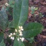 Simaba guianensis Blüte