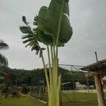 Ravenala madagascariensis 葉