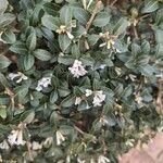Osmanthus delavayi Virág