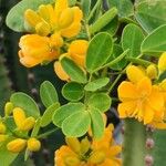 Senna bicapsularis その他の提案