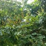 Pongamia pinnata عادت داشتن