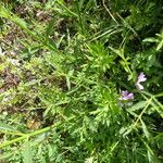 Verbena brasiliensis Blatt