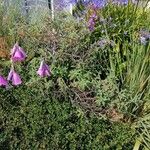 Dierama pulcherrimum Flower