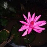 Nymphaea rubra Fiore