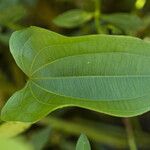 Aquarius cordifolius Leaf