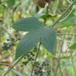 Passiflora tripartita Leaf