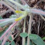 Astragalus exscapus Blüte