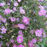 Gypsophila muralis Fula