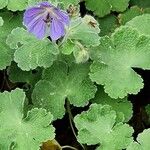 Geranium renardii Flower