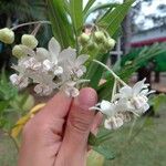 Gomphocarpus physocarpus Flower