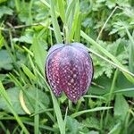 Fritillaria tubaeformis Õis