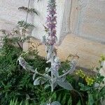 Stachys germanica Blad