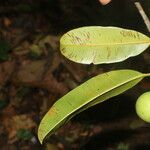 Calophyllum brasiliense Hoja